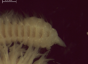  ( - BSD9Lbifu4)  @11 [ ] Copyright (c)  Carol Simon Stellenbosch University