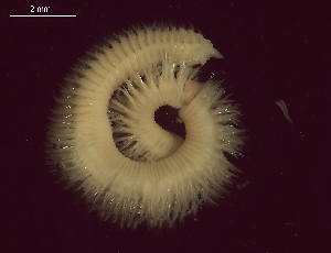  ( - BSD9Lbifu4)  @11 [ ] Copyright (c)  Carol Simon Stellenbosch University