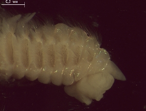  ( - BSD9Lbifu5)  @11 [ ] Copyright (c)  Carol Simon Stellenbosch University