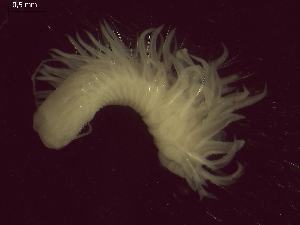  ( - BSD9Lbifu5)  @11 [ ] Copyright (c)  Carol Simon Stellenbosch University