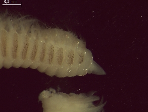  ( - BSD9Lbifu6)  @11 [ ] Copyright (c)  Carol Simon Stellenbosch University