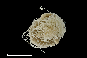  ( - WB.S9.040521.2Cirri_1)  @11 [ ] Copyright (c)  Maël Grosse/Carol Simon University of the Balearic Islands/Stellenbosch University