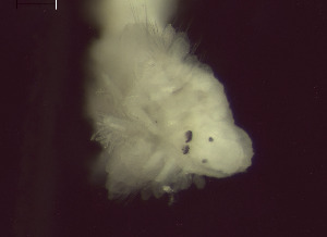  (Prionospio cf sexoculata - BSD6Pmult11)  @11 [ ] Copyright (c)  Carol Simon Stellenbosch University