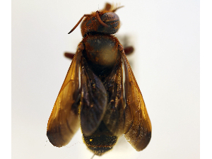  (Megachile felix - NHMUK 010819687)  @11 [ ] copyright © (2018) Andrew Polaszek Natural History Museum, London