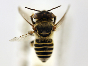  (Megachile flavilabris - NHMUK 010819732)  @13 [ ] copyright © (2018) Andrew Polaszek Natural History Museum, London