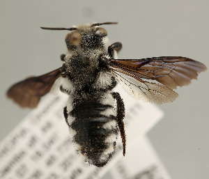  (Megachile albifrons - NHMUK010838877)  @11 [ ] copyright © (2018) Andrew Polaszek Natural History Museum, London