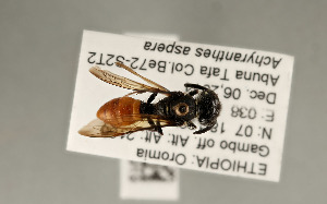  ( - NHMUK010838919)  @12 [ ] copyright © (2018) Andrew Polaszek Natural History Museum, London