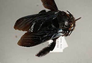  ( - NHMUK010838921)  @12 [ ] copyright © (2018) Andrew Polaszek Natural History Museum, London
