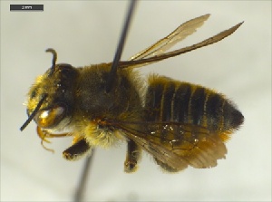  (Megachile semierma - Giba Gr2Hym0801)  @13 [ ] Unspecified (default): All Rights Reserved  Unspecified Unspecified
