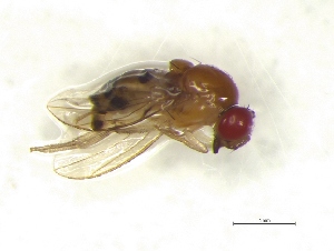 (Drosophila vulcana - IphFo2Dipt34)  @13 [ ] Unspecified (default): All Rights Reserved  Unspecified Unspecified