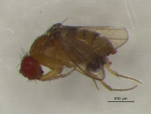  (Drosophila burlai - NewGF02Dipt12)  @12 [ ] Unspecified (default): All Rights Reserved  Unspecified Unspecified