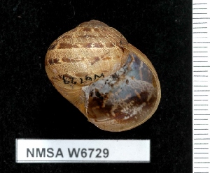  ( - NMSA W6729)  @12 [ ] No Rights Reserved (2012) Unspecified Unspecified