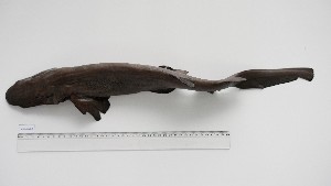  (Apristurus laurussonii - APL-HM-2)  @11 [ ] Unspecified (default): All Rights Reserved (2025) Institut National de Recherche Halieutique, Maroc Institut National de Recherche Halieutique, Maroc