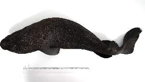  (Scymnodon - CTC-CI-1)  @11 [ ] Unspecified (default): All Rights Reserved (2024) Institut National de Recherche Halieutique, Maroc Institut National de Recherche Halieutique, Maroc
