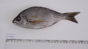  ( - SPC-CI-1)  @11 [ ] Unspecified (default): All Rights Reserved (2023) Institut National de Recherche Halieutique, Maroc Institut National de Recherche Halieutique, Maroc