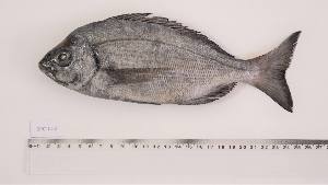  ( - SPC-CI-2)  @11 [ ] Unspecified (default): All Rights Reserved (2023) Institut National de Recherche Halieutique, Maroc Institut National de Recherche Halieutique, Maroc