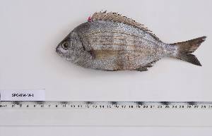  ( - SPC-HM-M-1)  @11 [ ] Unspecified (default): All Rights Reserved (2023) Institut National de Recherche Halieutique, Maroc Institut National de Recherche Halieutique, Maroc