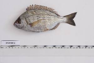  ( - SPC-HM-M-2)  @11 [ ] Unspecified (default): All Rights Reserved (2023) Institut National de Recherche Halieutique, Maroc Institut National de Recherche Halieutique, Maroc