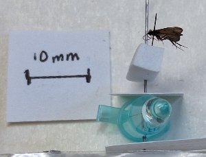 (Wormaldia sumaco - ECU_0264)  @11 [ ] CreativeCommons  Attribution Share-Alike (2024) Unspecified Brigham Young University