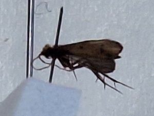  ( - ECU_0264)  @11 [ ] CreativeCommons  Attribution Share-Alike (2024) Unspecified Brigham Young University