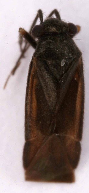  ( - EUBUG_1002_m_Pachpara1)  @11 [ ] Unspecified (default): All Rights Reserved  Unspecified Unspecified