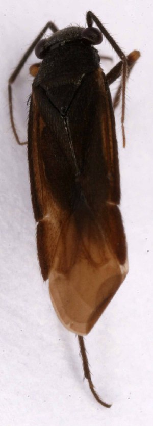  ( - EUBUG_1005_m_Pachpara2)  @11 [ ] Unspecified (default): All Rights Reserved  Unspecified Unspecified