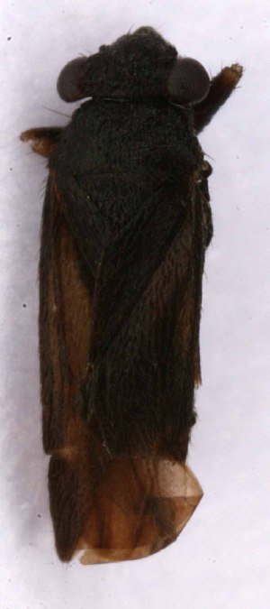  ( - EUBUG_1009_m_Pachpara3)  @11 [ ] Unspecified (default): All Rights Reserved  Unspecified Unspecified