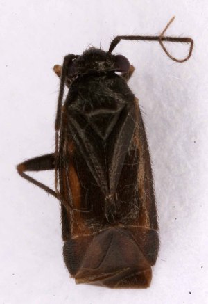 ( - EUBUG_1021_m_Pachpara4)  @11 [ ] Unspecified (default): All Rights Reserved  Unspecified Unspecified