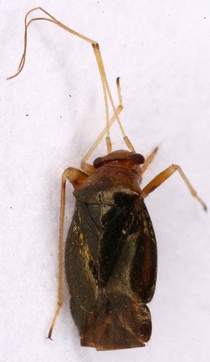  ( - EUBUG_1035_f_Haltlute3)  @12 [ ] Unspecified (default): All Rights Reserved  Unspecified Unspecified