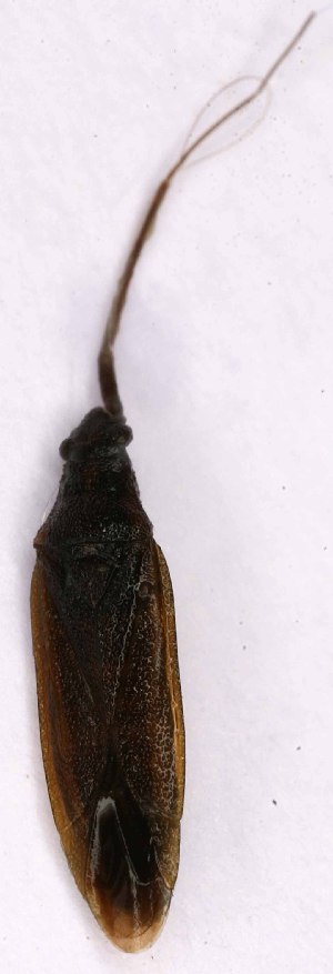  ( - EUBUG_1117_m_Stenhols2)  @11 [ ] Unspecified (default): All Rights Reserved  Unspecified Unspecified