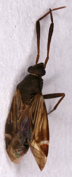  ( - EUBUG_1217_f_Cremalpe6)  @12 [ ] Unspecified (default): All Rights Reserved  Unspecified Unspecified
