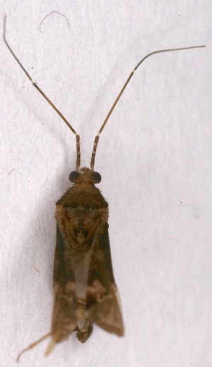  ( - EUBUG_1333_m_Phytpini2)  @12 [ ] Unspecified (default): All Rights Reserved  Unspecified Unspecified