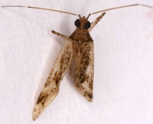  ( - EUBUG_1344_m_Phytlong9)  @13 [ ] Unspecified (default): All Rights Reserved  Unspecified Unspecified