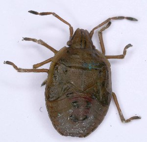  ( - EUBUG_1368_juv_Cyphtris2)  @11 [ ] Unspecified (default): All Rights Reserved  Unspecified Unspecified