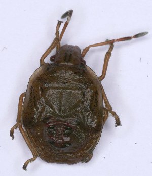  ( - EUBUG_1369_juv_Cyphtris3)  @11 [ ] Unspecified (default): All Rights Reserved  Unspecified Unspecified