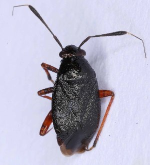  ( - EUBUG_1390_f_Capsater7)  @11 [ ] Unspecified (default): All Rights Reserved  Unspecified Unspecified