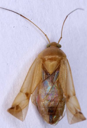  (Neolygus viridis - EUBUG_1407_f_Neolcont4)  @14 [ ] Unspecified (default): All Rights Reserved  Unspecified Unspecified