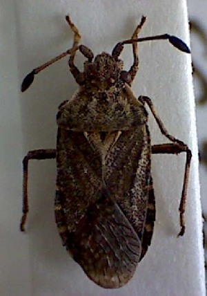 ( - EUBUG_471_f_Bathnubi1)  @11 [ ] Unspecified (default): All Rights Reserved  Unspecified Unspecified
