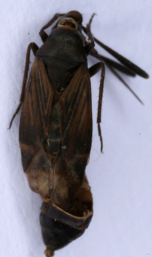  ( - EUBUG_482_f_Cremalpe1)  @11 [ ] Unspecified (default): All Rights Reserved  Unspecified Unspecified