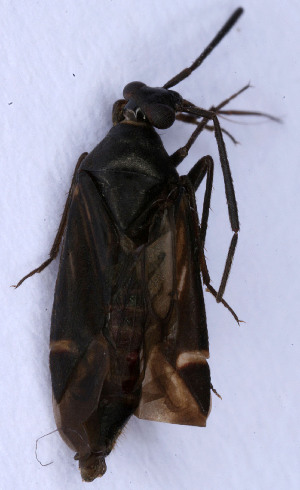  ( - EUBUG_483_m_Cremalpe2)  @11 [ ] Unspecified (default): All Rights Reserved  Unspecified Unspecified