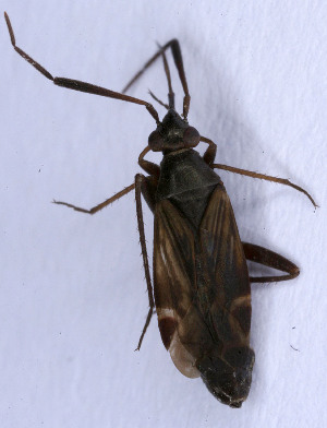  ( - EUBUG_484_f_Cremalpe3)  @11 [ ] Unspecified (default): All Rights Reserved  Unspecified Unspecified