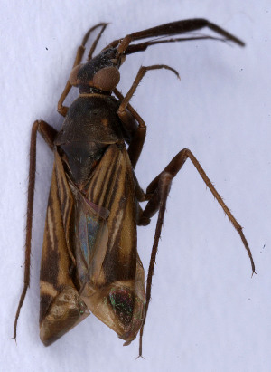  ( - EUBUG_486_f_Cremalpe5)  @11 [ ] Unspecified (default): All Rights Reserved  Unspecified Unspecified
