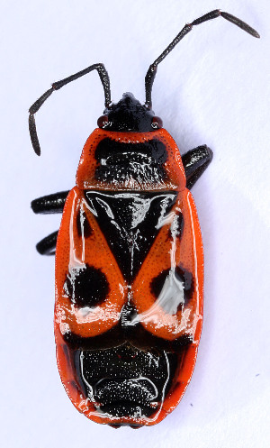  (Pyrrhocoris - EUBUG_522_f_Pyrrapte8)  @15 [ ] Unspecified (default): All Rights Reserved  Unspecified Unspecified