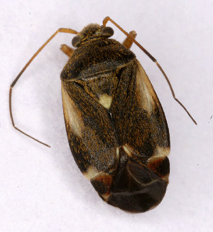  (Polymerus microphthalmus - EUBUG_549_f_Polymicr2)  @13 [ ] Unspecified (default): All Rights Reserved  Unspecified Unspecified