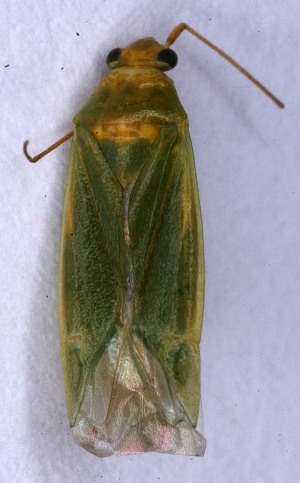  (Orthotylus marginalis - EUBUG_677_f_Lygorugi1)  @13 [ ] Unspecified (default): All Rights Reserved  Unspecified Unspecified