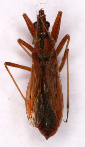  (Nabis ericetorum - EUBUG_749_f_Nabieric1)  @13 [ ] Unspecified (default): All Rights Reserved  Unspecified Unspecified