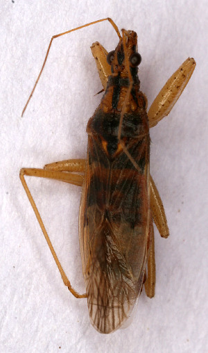  ( - EUBUG_750_m_Nabieric2)  @13 [ ] Unspecified (default): All Rights Reserved  Unspecified Unspecified