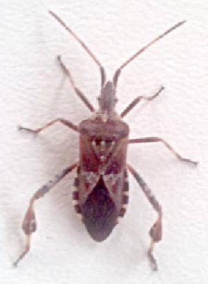  ( - EUBUG_771_m_Leptocci1)  @12 [ ] Unspecified (default): All Rights Reserved  Unspecified Unspecified