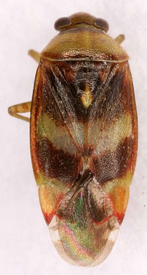  (Pinalitus viscicola - EUBUG_866_f_Pinavisc1)  @12 [ ] Unspecified (default): All Rights Reserved  Unspecified Unspecified