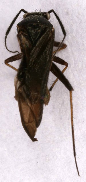  ( - EUBUG_905_m_Orthsalt4)  @12 [ ] Unspecified (default): All Rights Reserved  Unspecified Unspecified